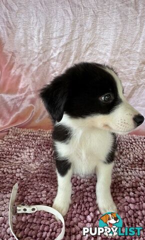 PURE BRED BORDER COLLIE PUPPIES