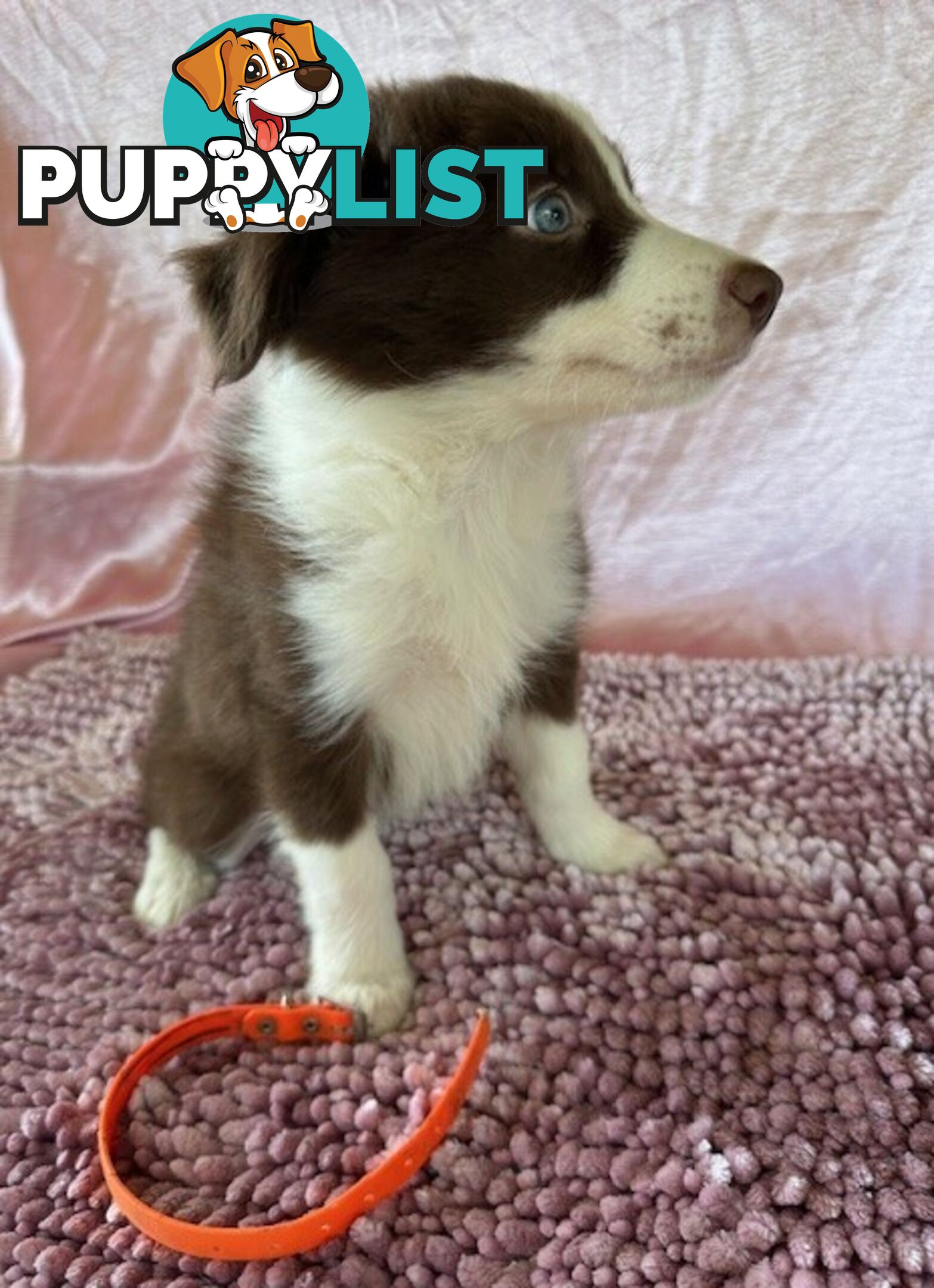 PURE BRED BORDER COLLIE PUPPIES