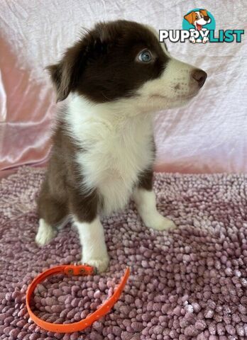 PURE BRED BORDER COLLIE PUPPIES