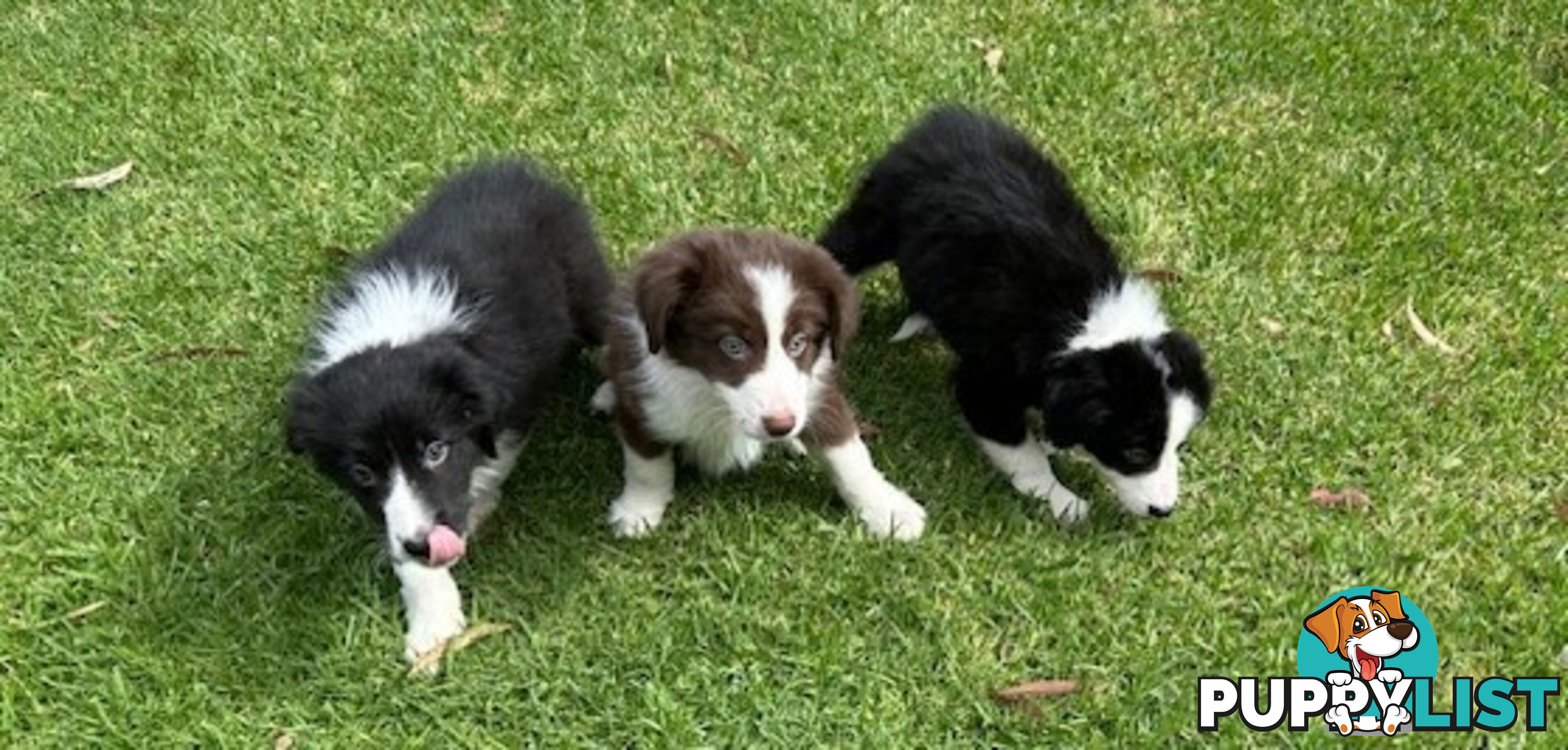 PURE BRED BORDER COLLIE PUPPIES