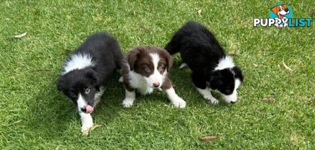 PURE BRED BORDER COLLIE PUPPIES