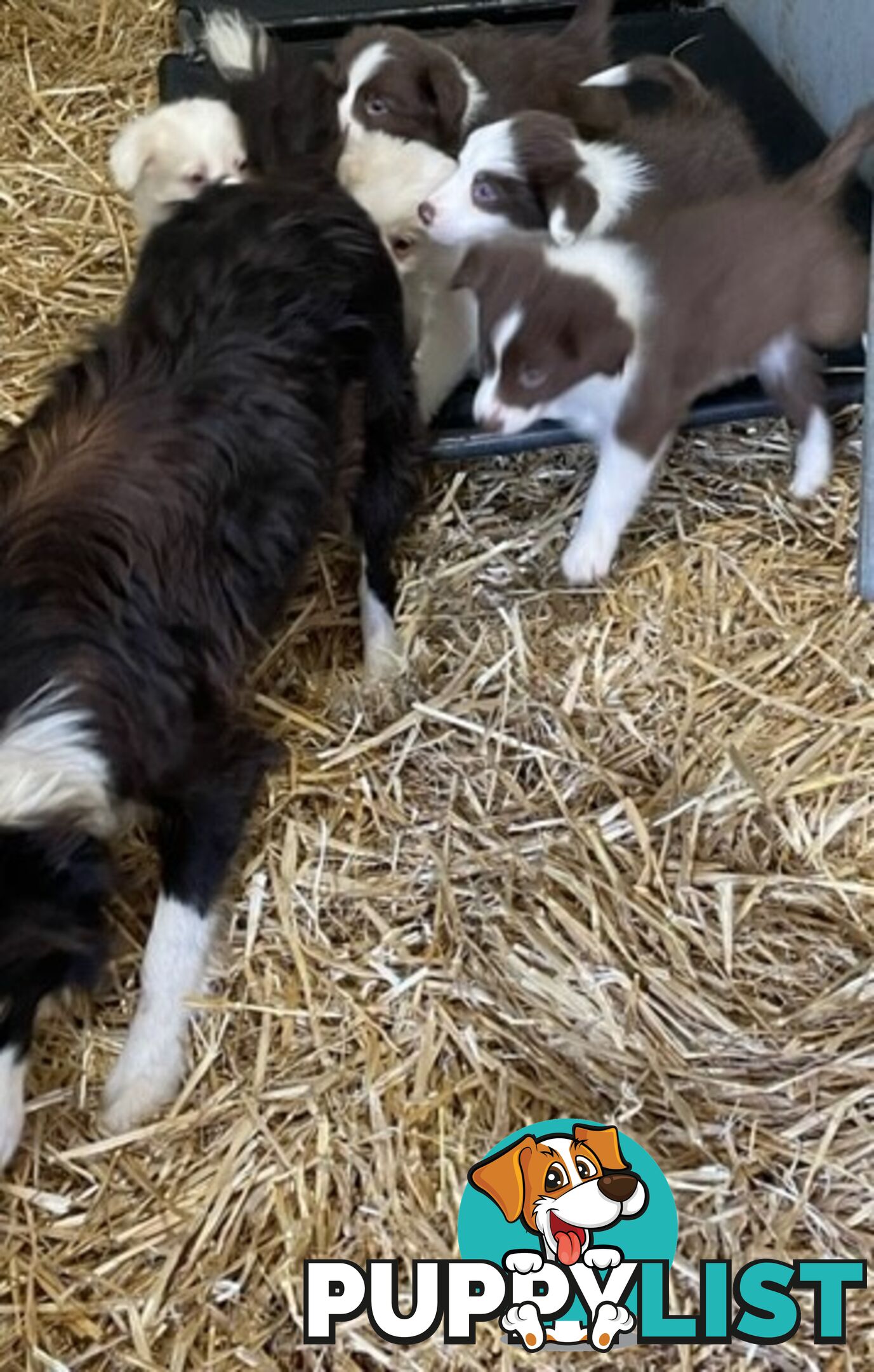 PURE BRED BORDER COLLIE PUPPIES