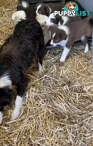 PURE BRED BORDER COLLIE PUPPIES