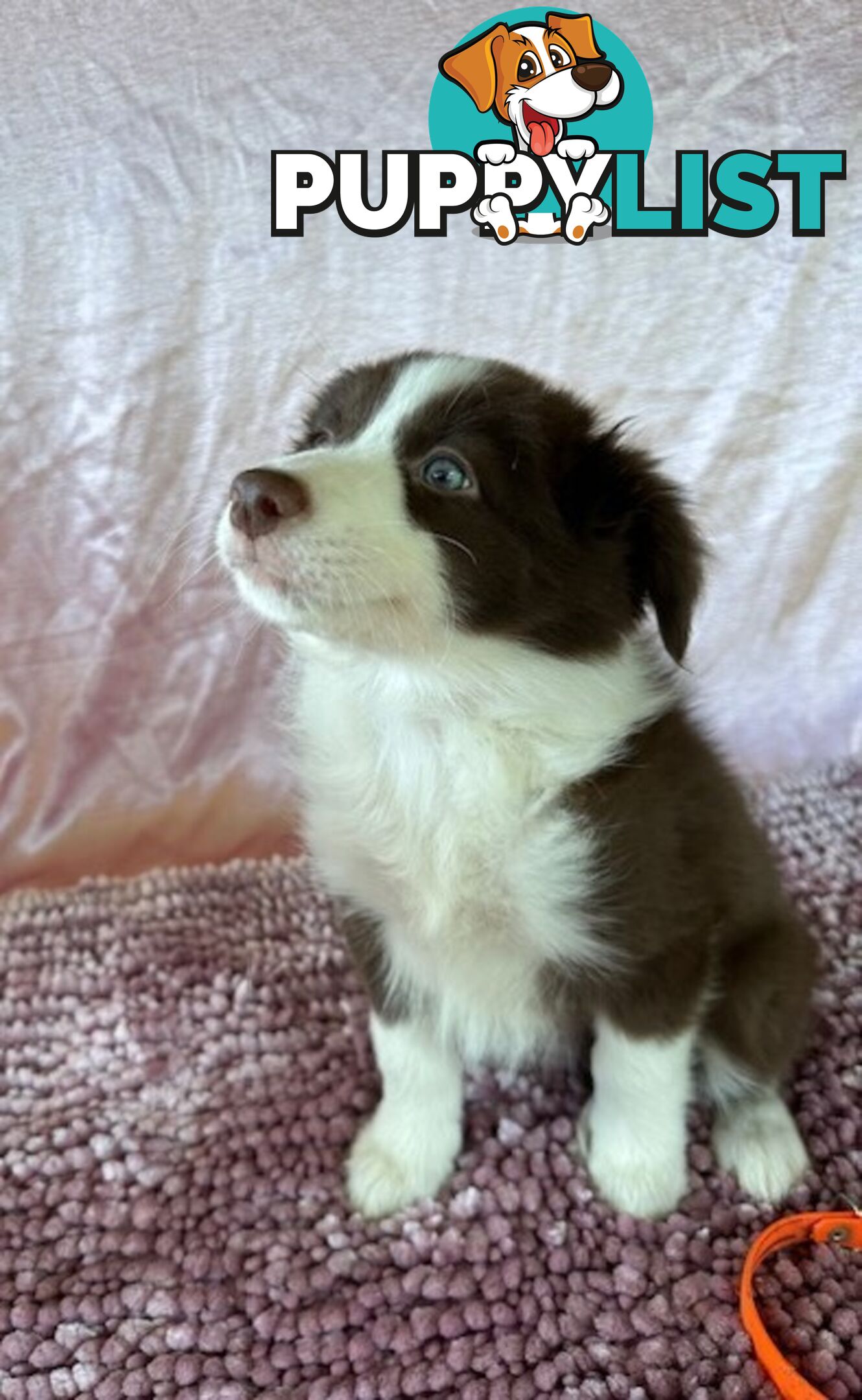 PURE BRED BORDER COLLIE PUPPIES