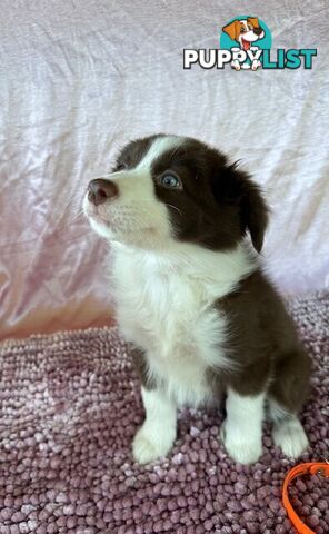 PURE BRED BORDER COLLIE PUPPIES