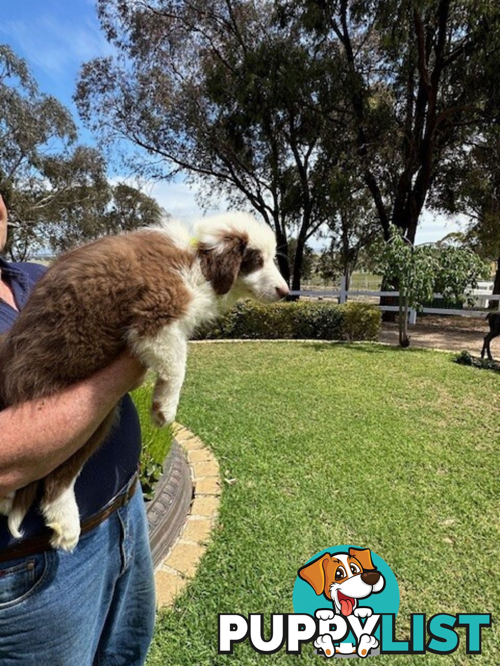 PURE BRED BORDER COLLIE PUPPIES - READY NOW