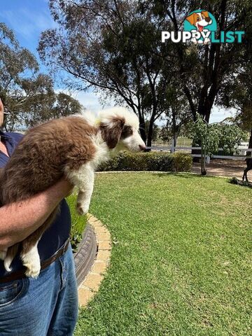 PURE BRED BORDER COLLIE PUPPIES - READY NOW