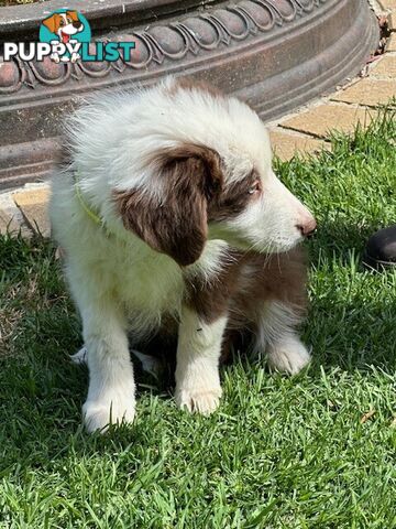 PURE BRED BORDER COLLIE PUPPIES - READY NOW