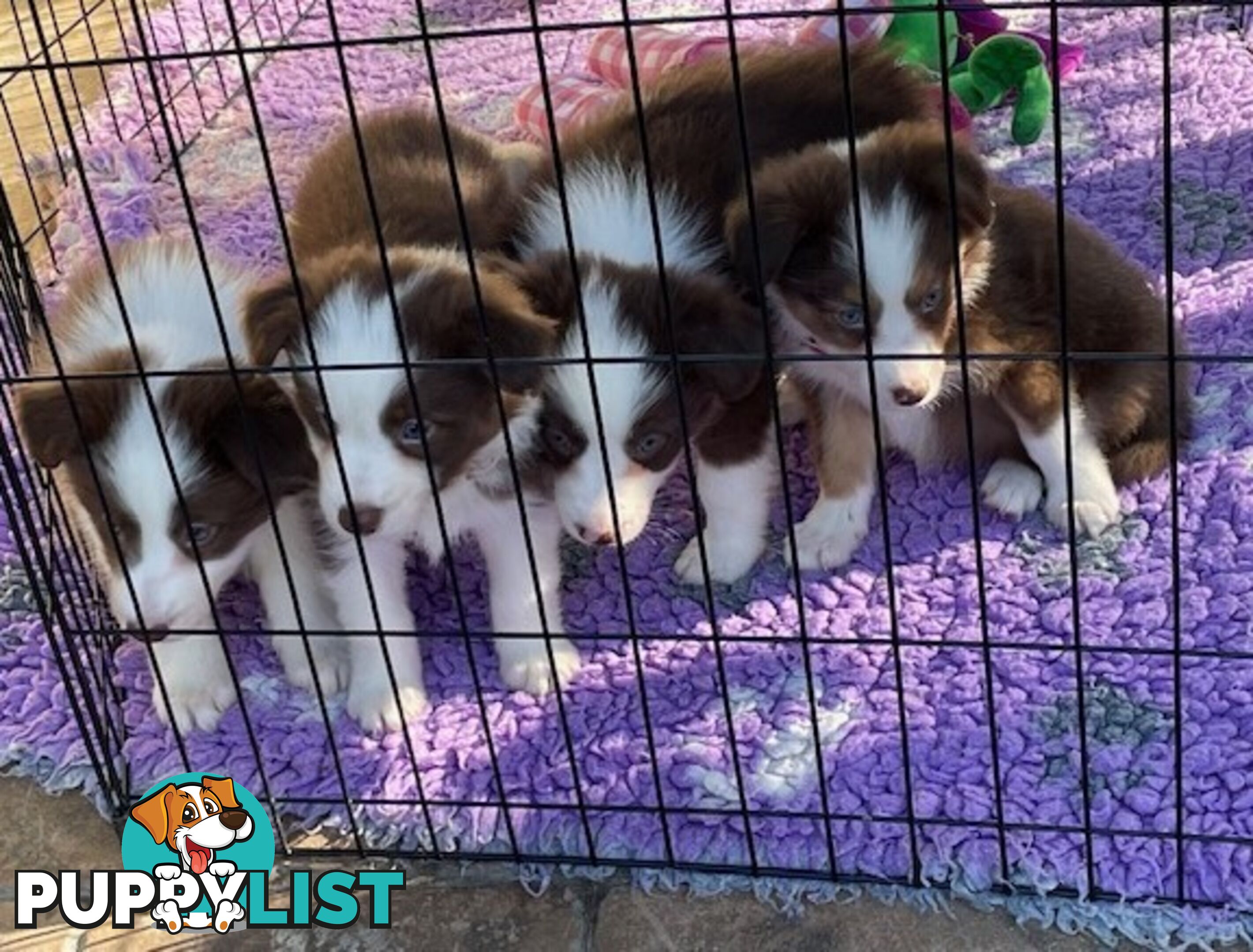 PURE BRED BORDER COLLIE PUPPIES - READY NOW