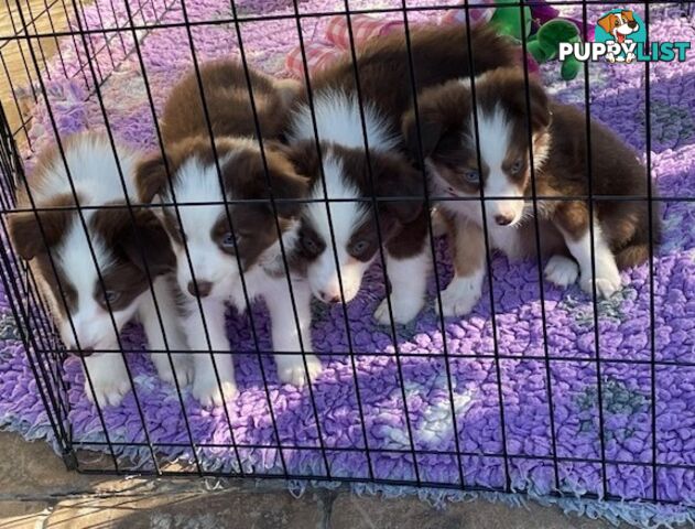 PURE BRED BORDER COLLIE PUPPIES - READY NOW