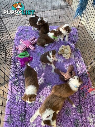 PURE BRED BORDER COLLIE PUPPIES - READY NOW