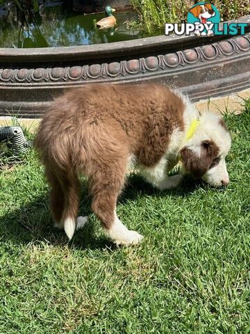 PURE BRED BORDER COLLIE PUPPIES - READY NOW