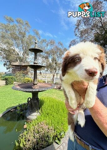 PURE BRED BORDER COLLIE PUPPIES - READY NOW