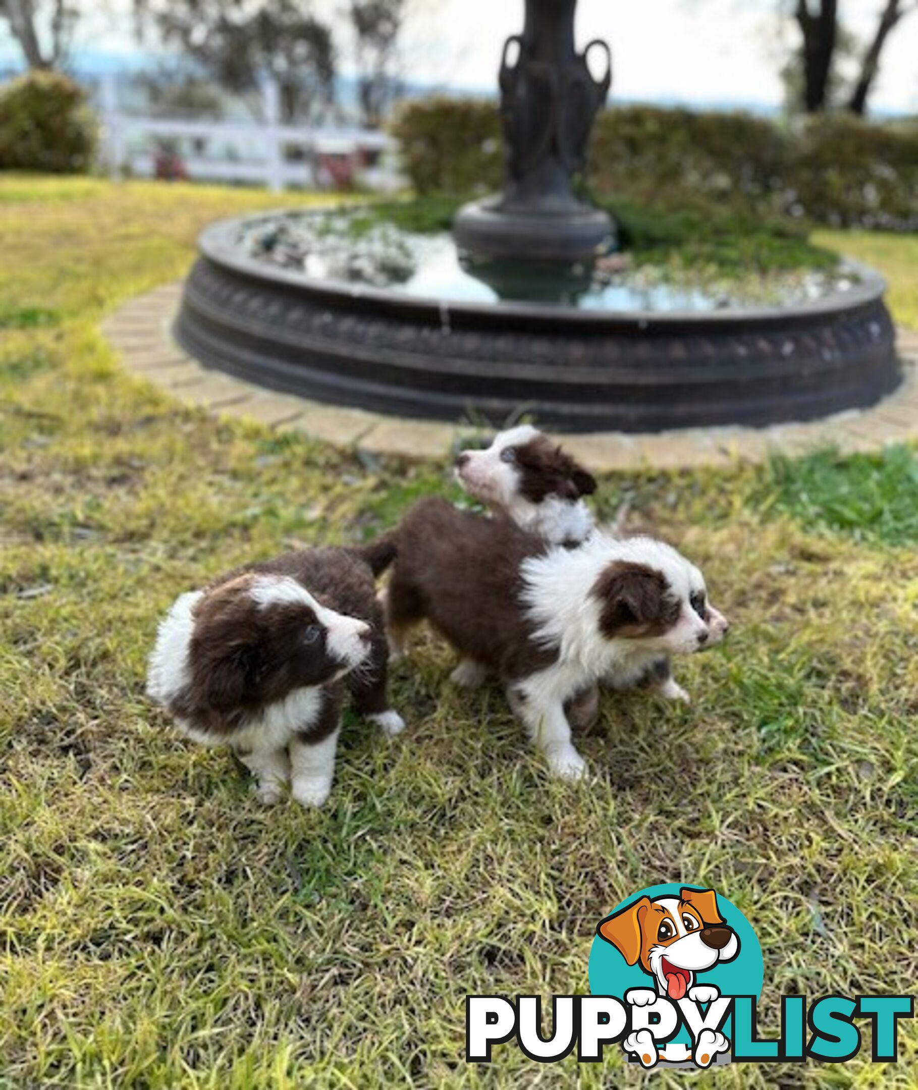 PURE BRED BORDER COLLIE PUPPIES - READY NOW