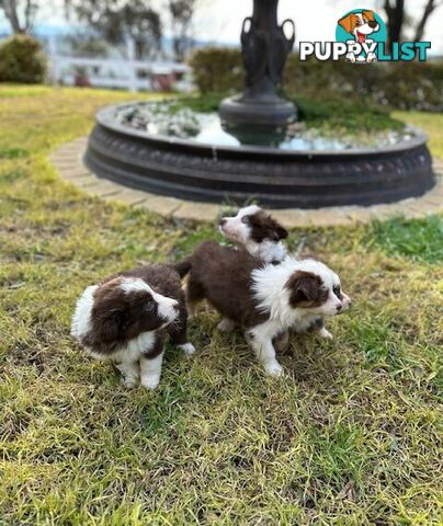 PURE BRED BORDER COLLIE PUPPIES - READY NOW