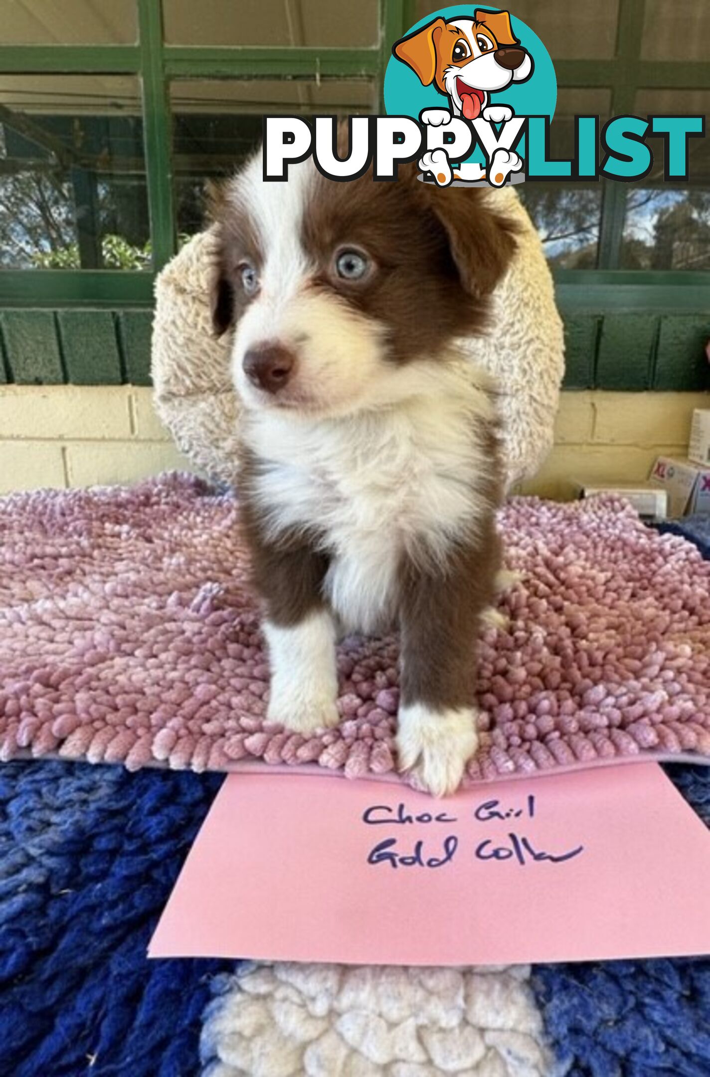 PURE BRED BORDER COLLIE PUPPIES - READY NOW