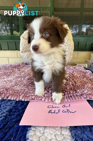 PURE BRED BORDER COLLIE PUPPIES - READY NOW