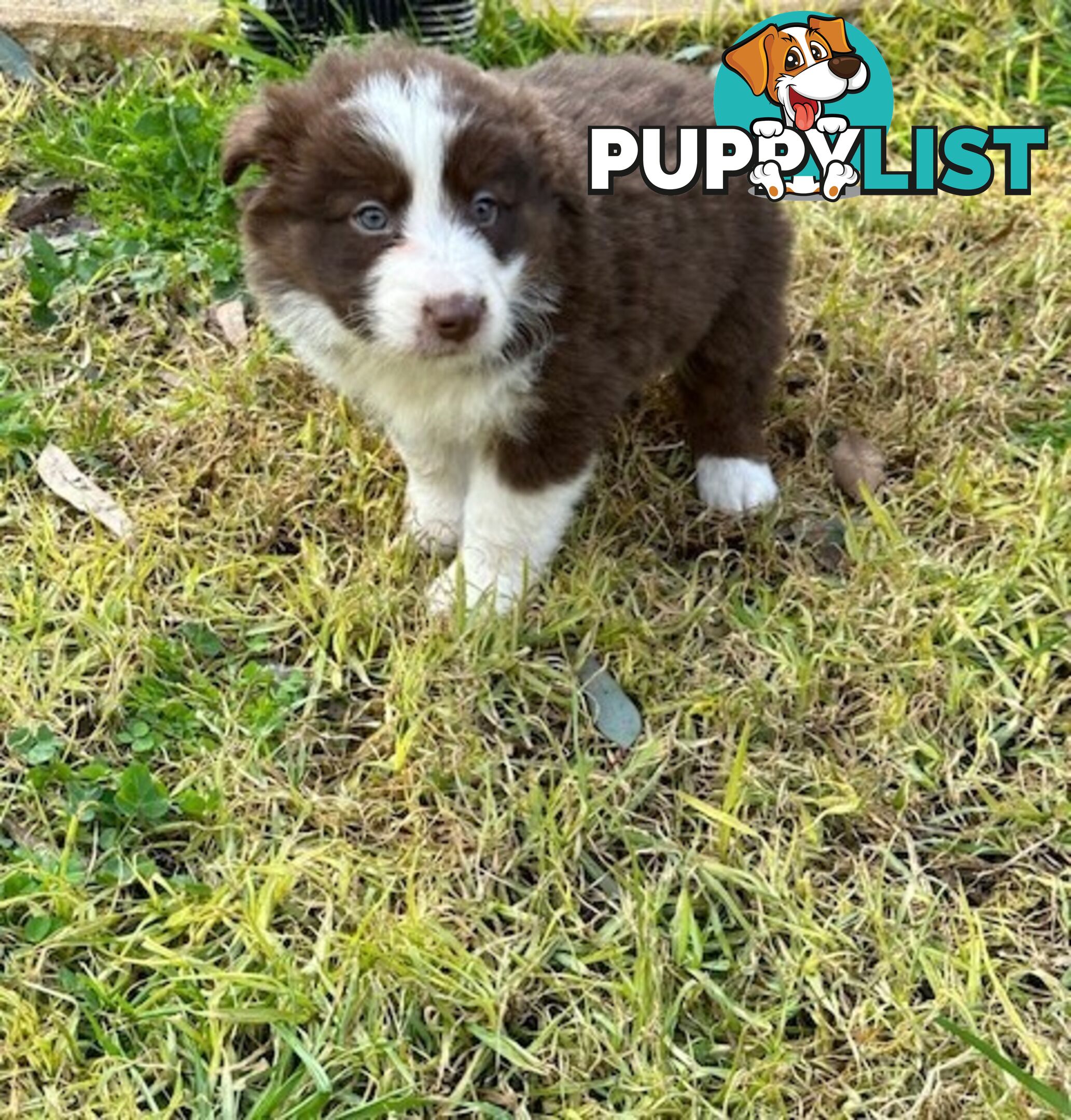 PURE BRED BORDER COLLIE PUPPIES - READY NOW