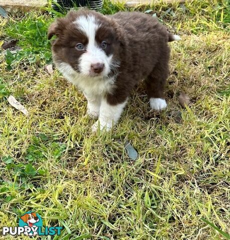 PURE BRED BORDER COLLIE PUPPIES - READY NOW