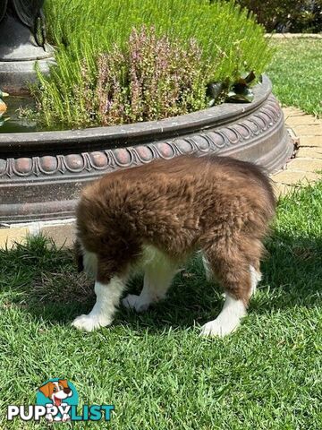 PURE BRED BORDER COLLIE PUPPIES - READY NOW