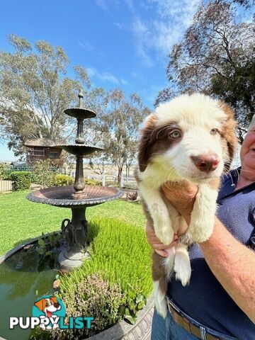 PURE BRED BORDER COLLIE PUPPIES - READY NOW