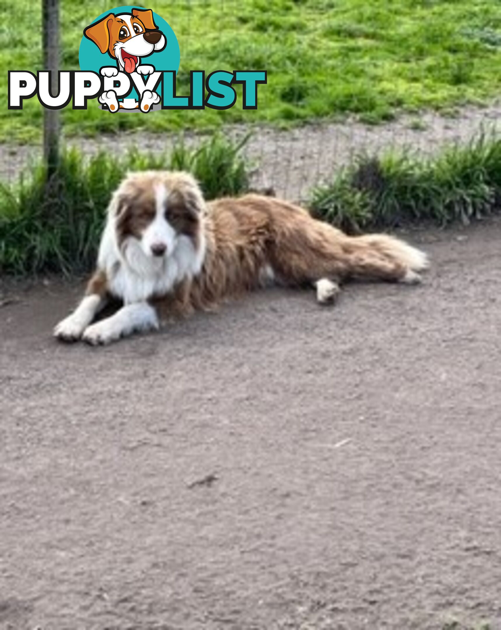 PURE BRED BORDER COLLIE PUPPIES - READY NOW