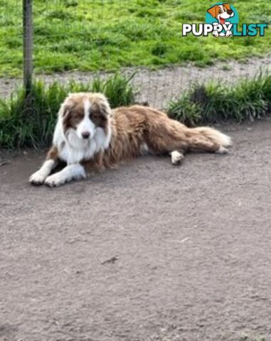 PURE BRED BORDER COLLIE PUPPIES - READY NOW