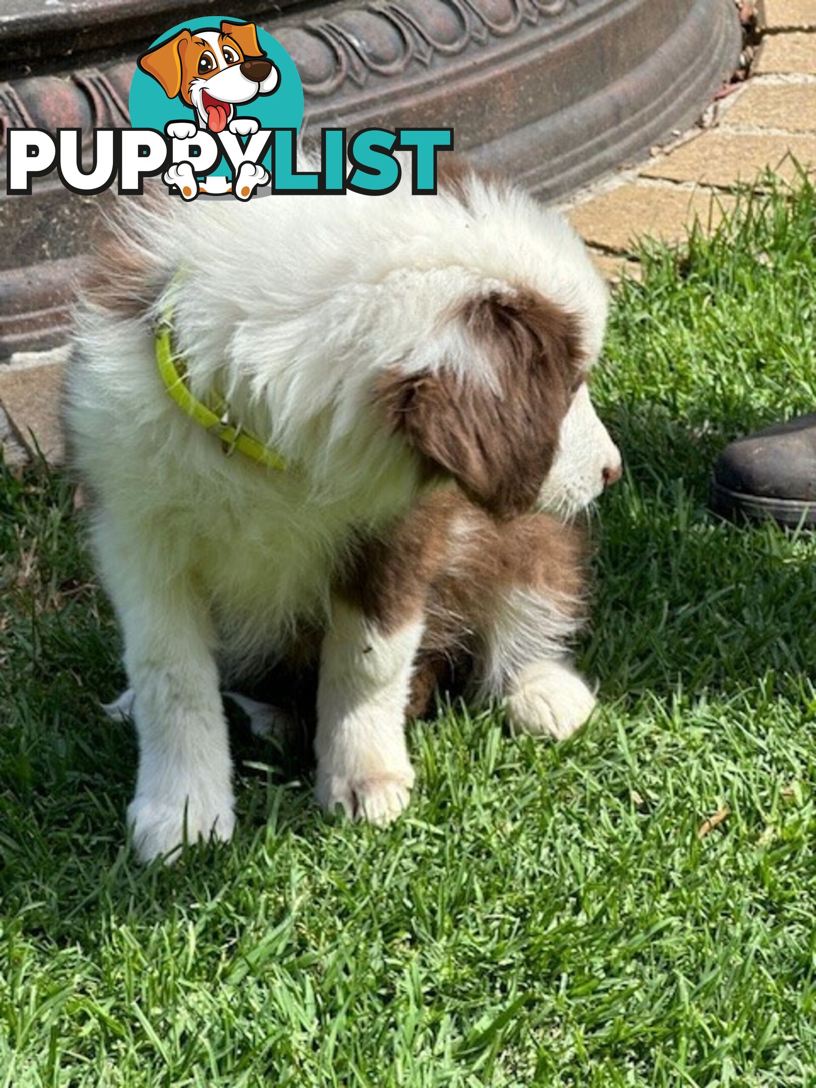 PURE BRED BORDER COLLIE PUPPIES - READY NOW