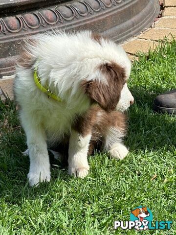 PURE BRED BORDER COLLIE PUPPIES - READY NOW