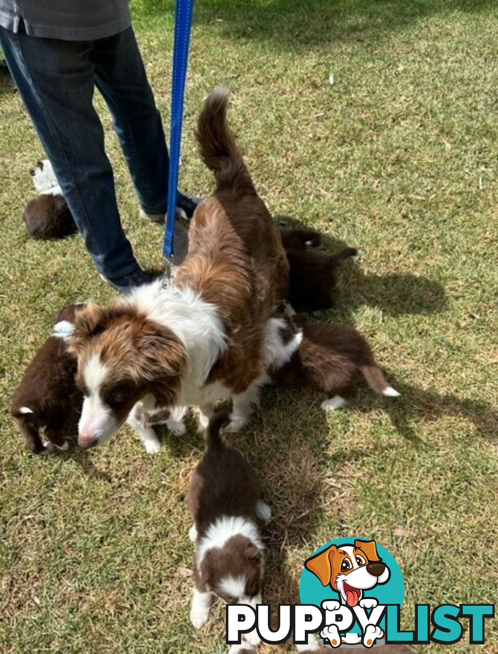 PURE BRED BORDER COLLIE PUPPIES - READY NOW