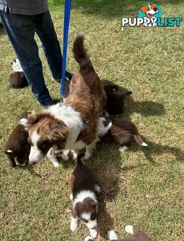 PURE BRED BORDER COLLIE PUPPIES - READY NOW