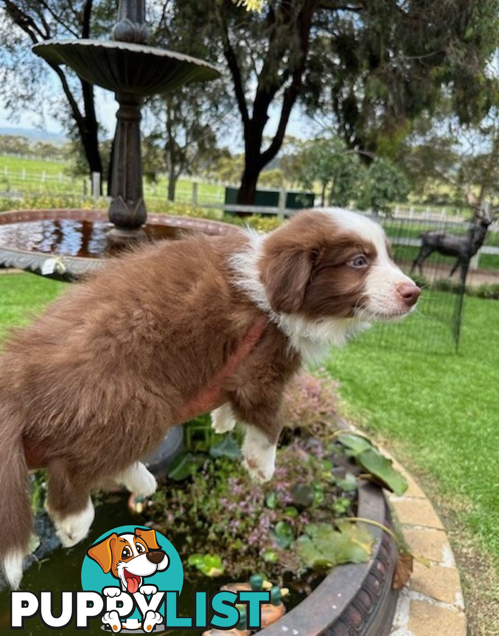 PURE BRED BORDER COLLIE PUPPIES - READY NOW