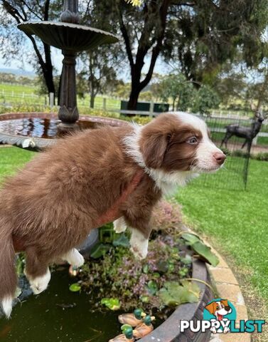 PURE BRED BORDER COLLIE PUPPIES - READY NOW