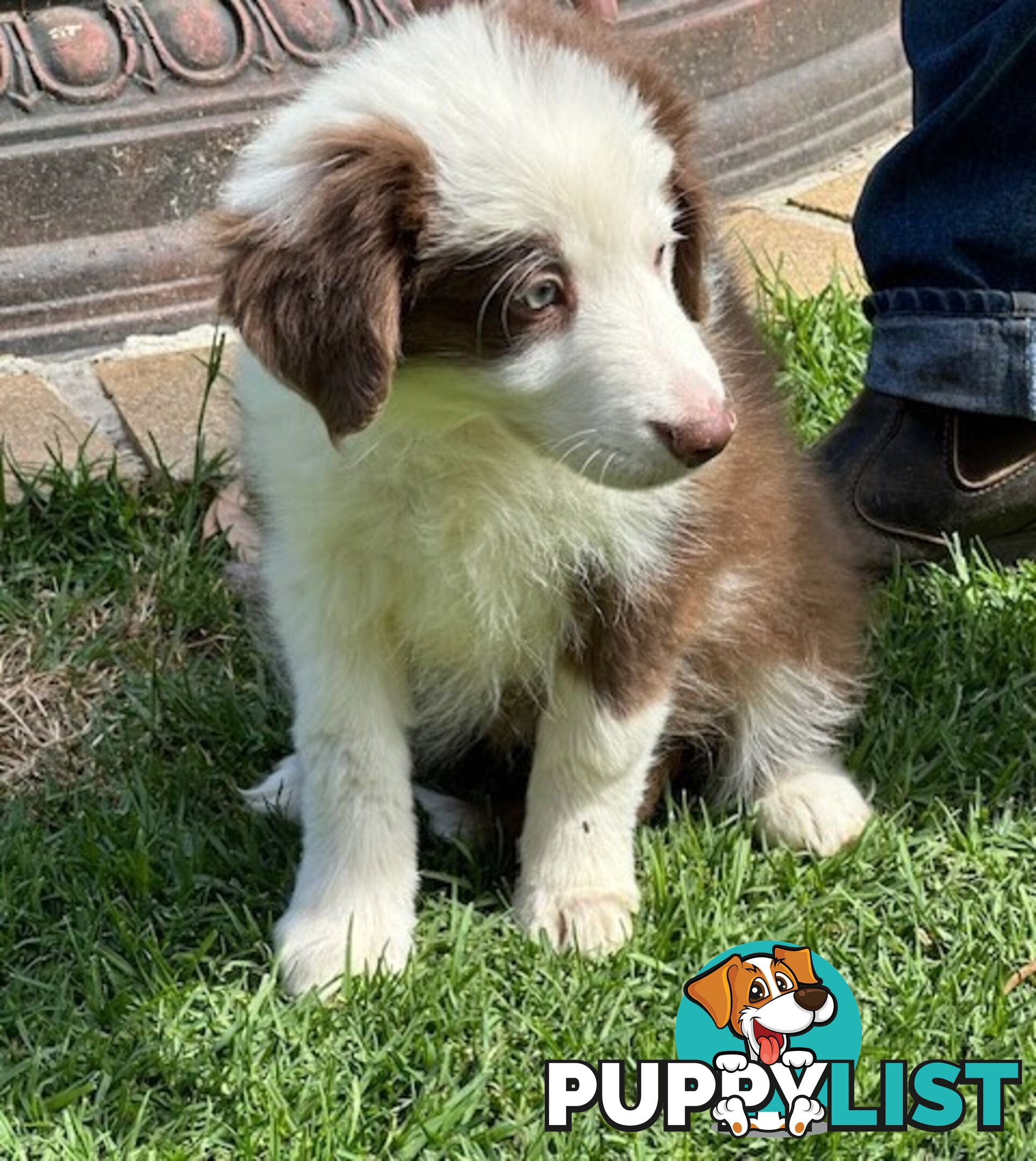 PURE BRED BORDER COLLIE PUPPIES - READY NOW