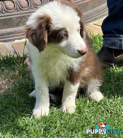 PURE BRED BORDER COLLIE PUPPIES - READY NOW