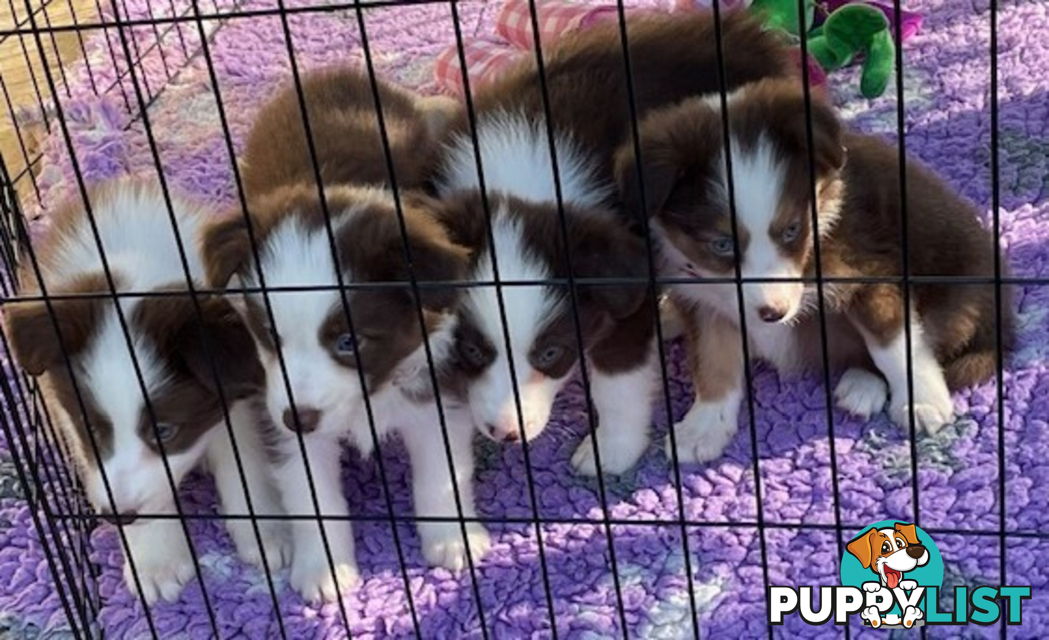 PURE BRED BORDER COLLIE PUPPIES - READY NOW