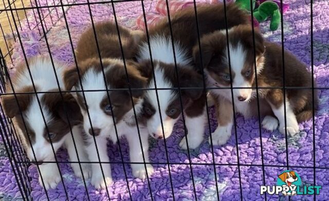 PURE BRED BORDER COLLIE PUPPIES - READY NOW