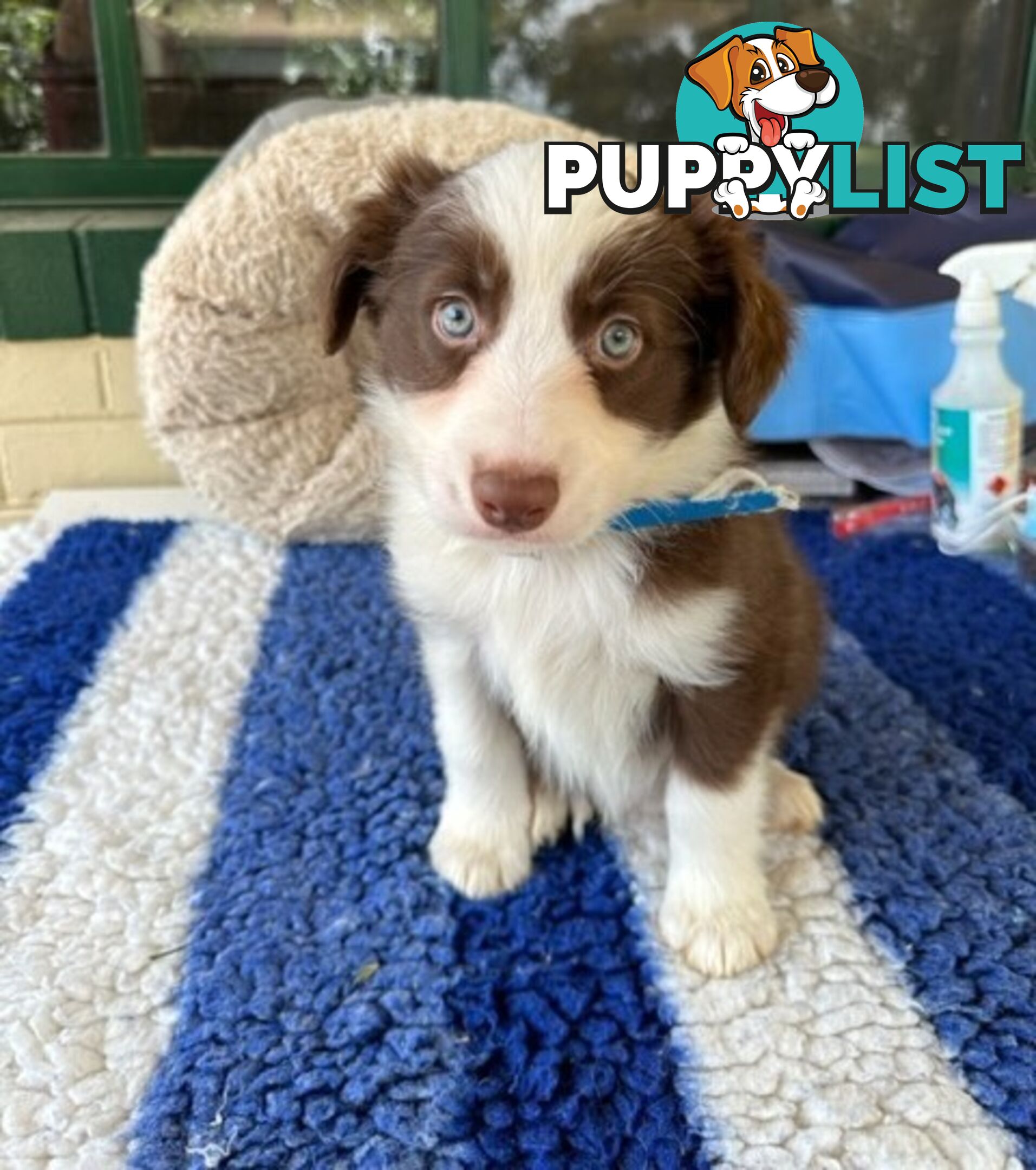 PURE BRED BORDER COLLIE PUPPIES - READY NOW