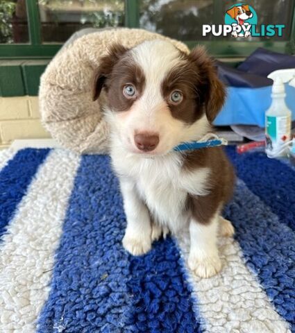 PURE BRED BORDER COLLIE PUPPIES - READY NOW