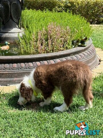 PURE BRED BORDER COLLIE PUPPIES - READY NOW