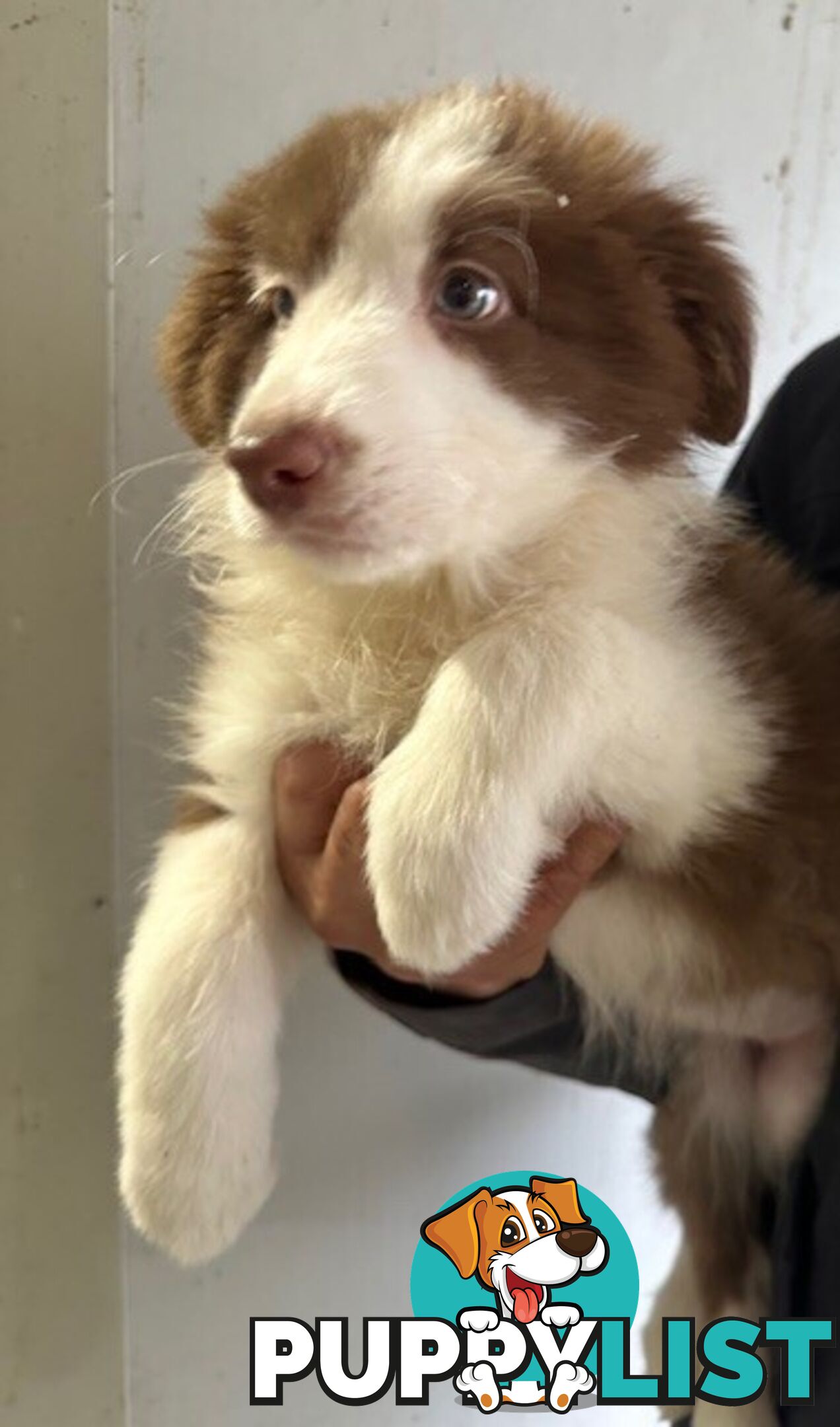 PURE BRED BORDER COLLIE PUPPIES - READY NOW