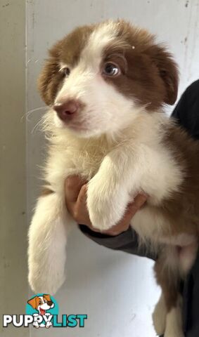 PURE BRED BORDER COLLIE PUPPIES - READY NOW