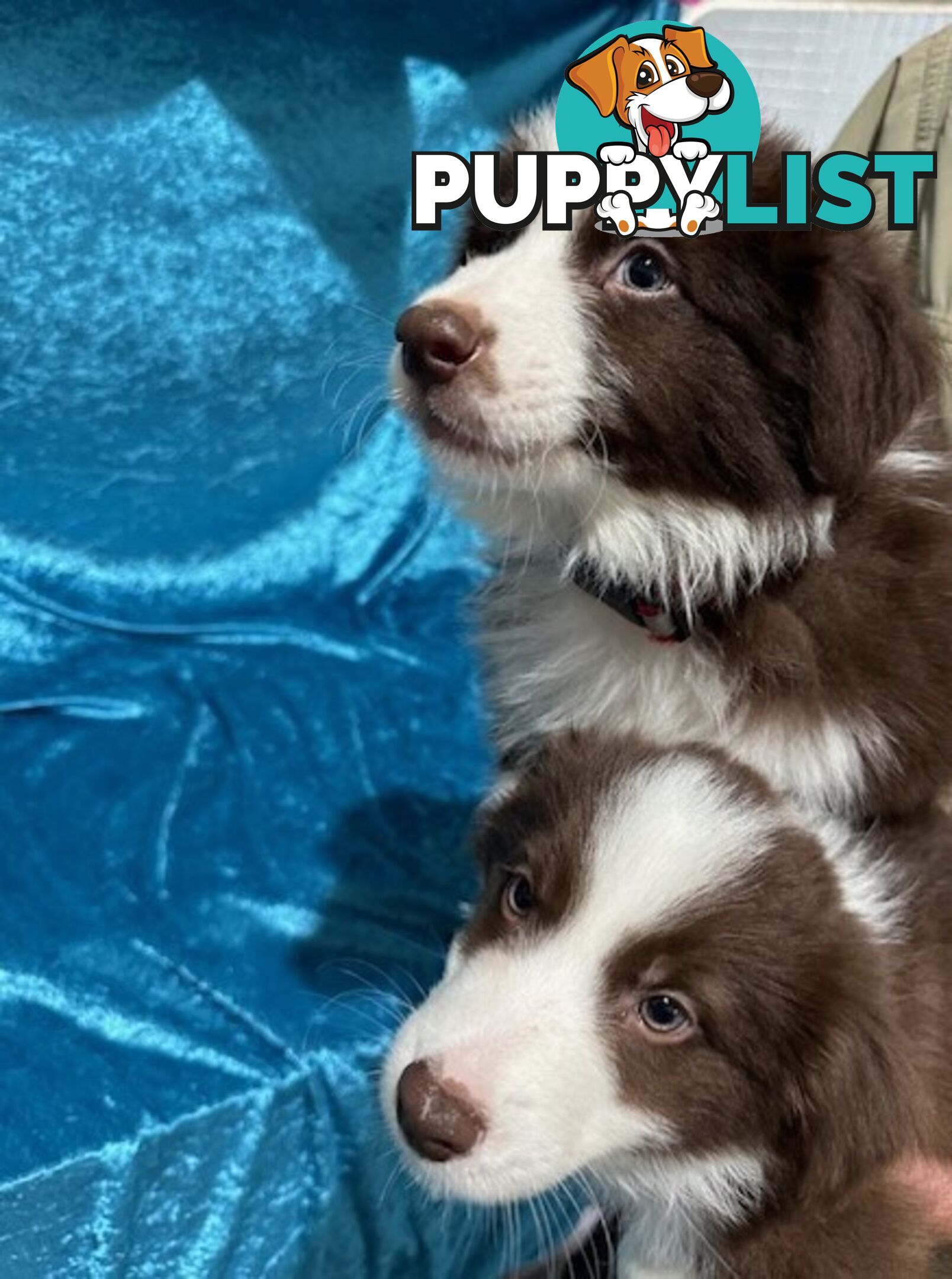 PURE BRED BORDER COLLIE PUPPIES - READY NOW