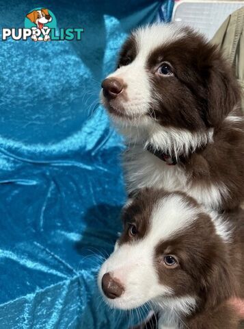 PURE BRED BORDER COLLIE PUPPIES - READY NOW