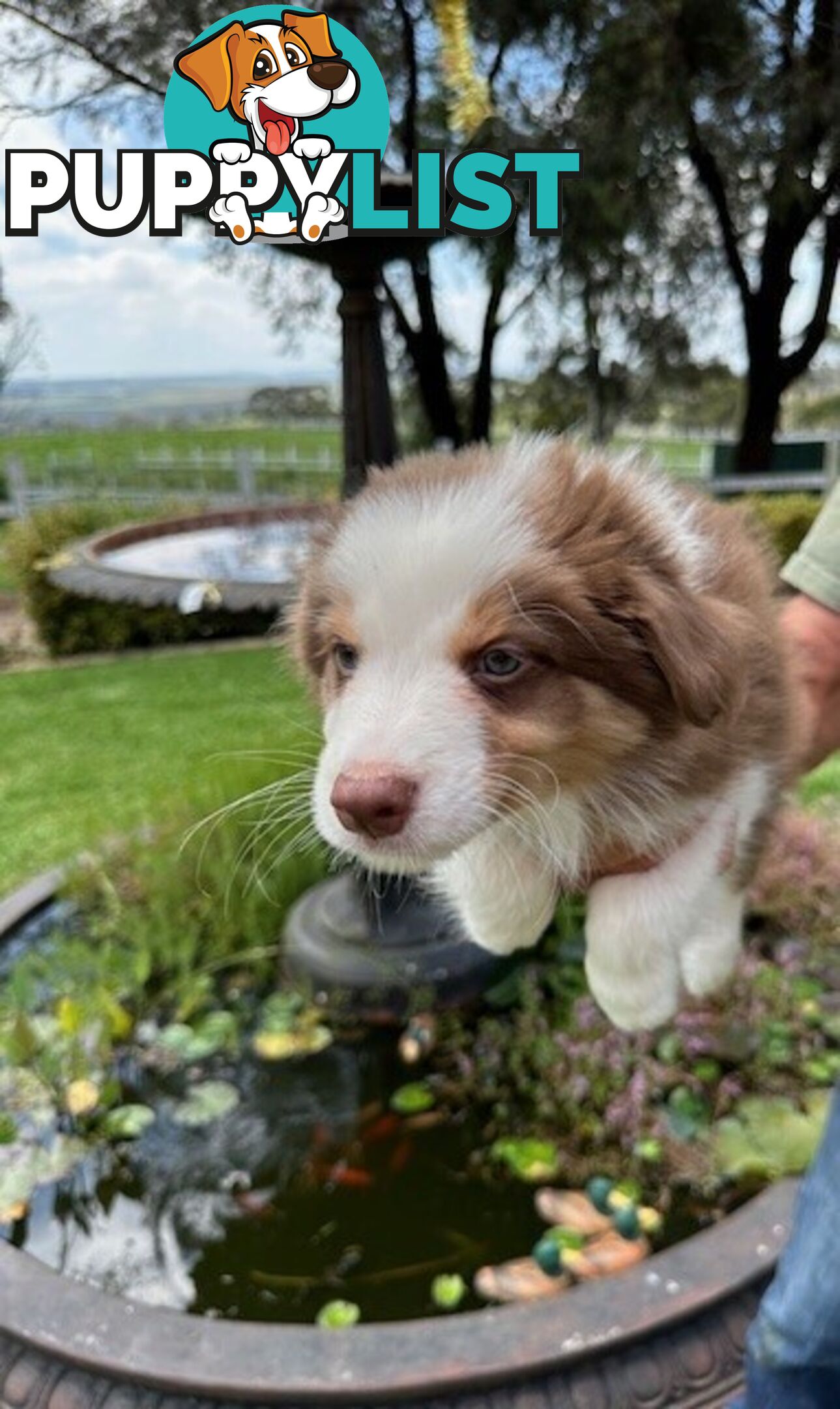 PURE BRED BORDER COLLIE PUPPIES - READY NOW