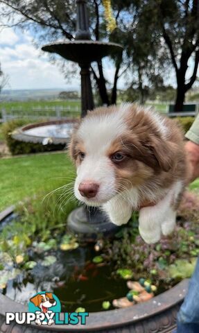 PURE BRED BORDER COLLIE PUPPIES - READY NOW