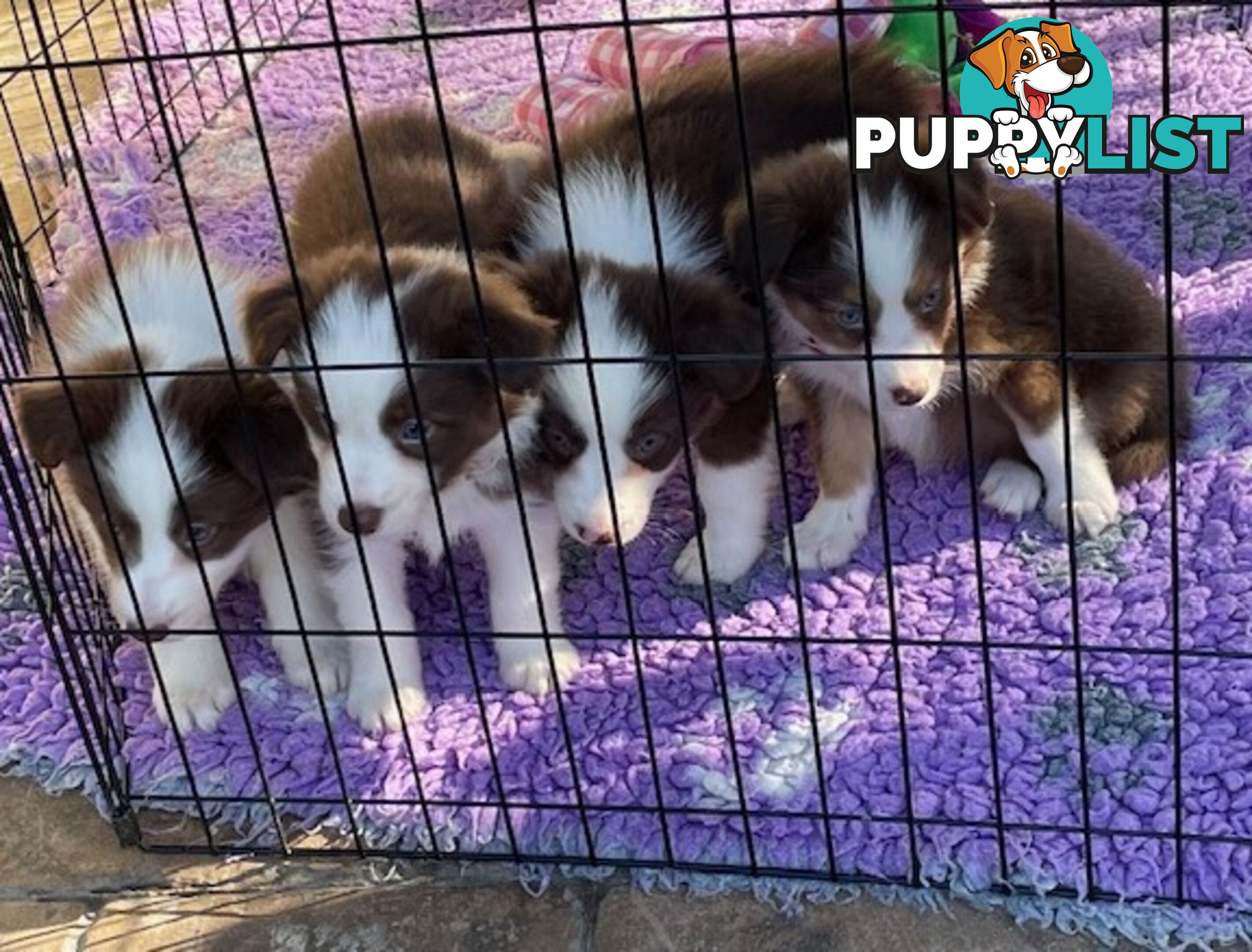 PURE BRED LONG HAIRED BORDER COLLIE PUPPIES