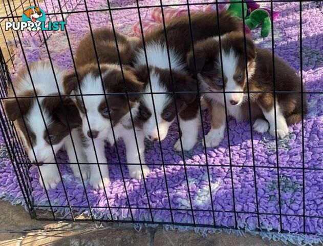 PURE BRED LONG HAIRED BORDER COLLIE PUPPIES