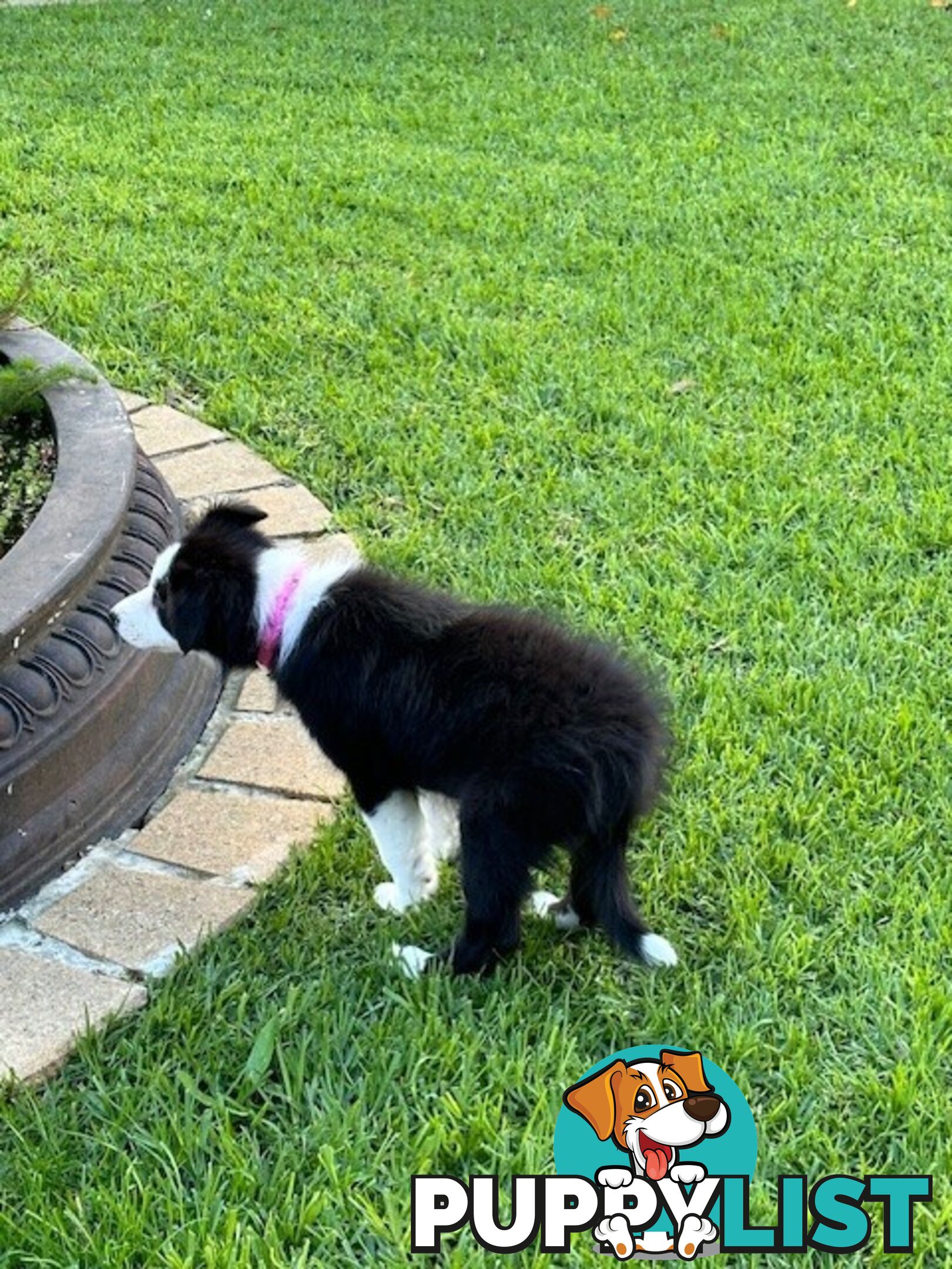 PURE BRED LONG HAIRED BORDER COLLIE PUPPIES
