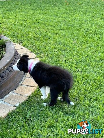 PURE BRED LONG HAIRED BORDER COLLIE PUPPIES